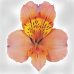 peach