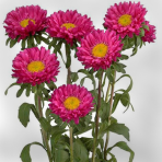 aster