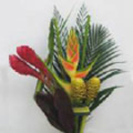 bq albiflora purple