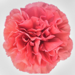 cerise - salmon