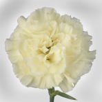 cream