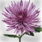 lilac-lavender