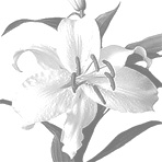 bicolor