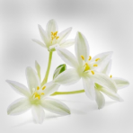 star of bethlem