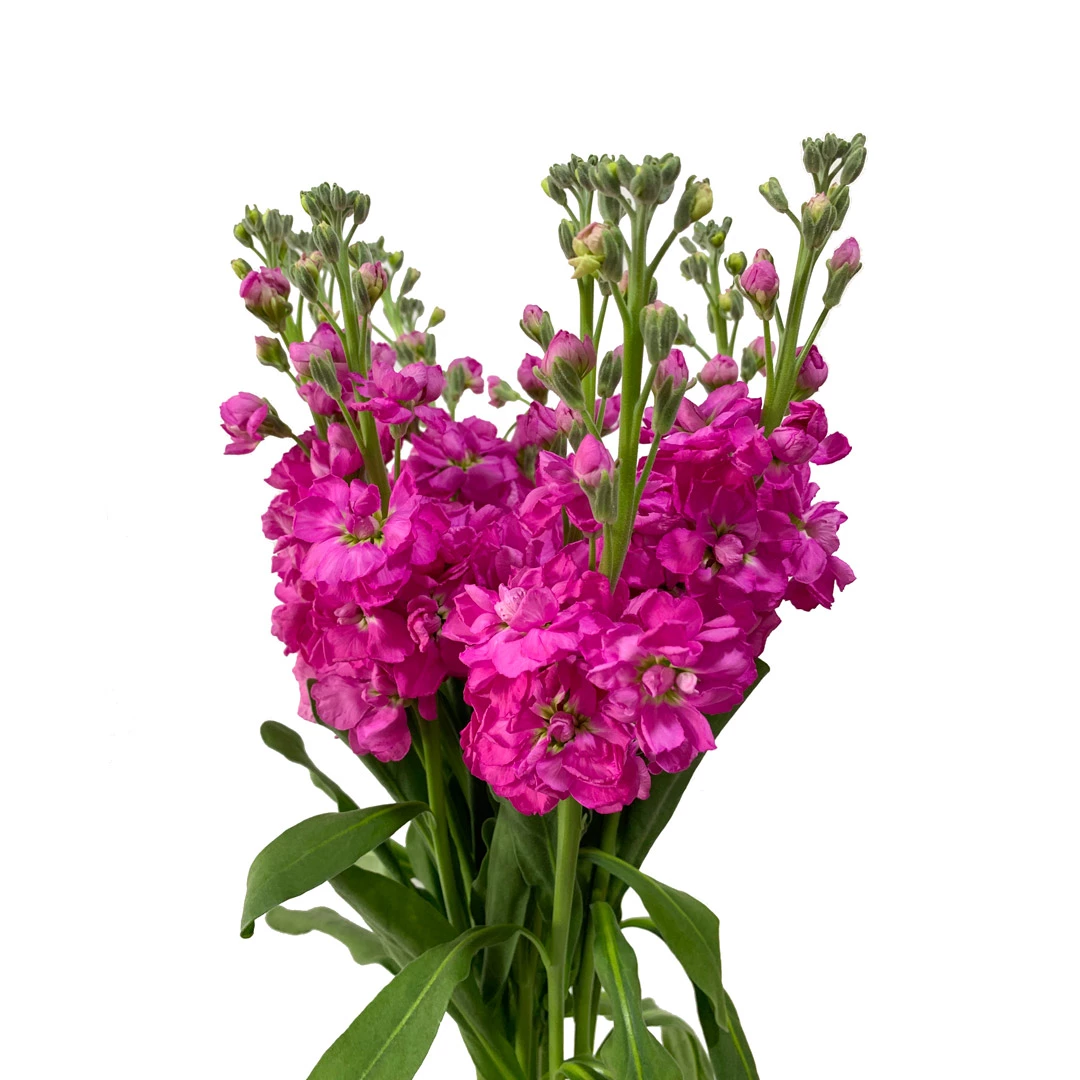 dark (hot) pink