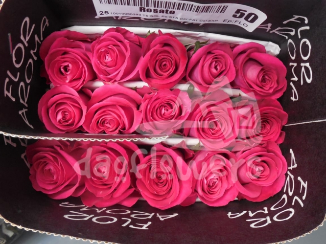 rosato
