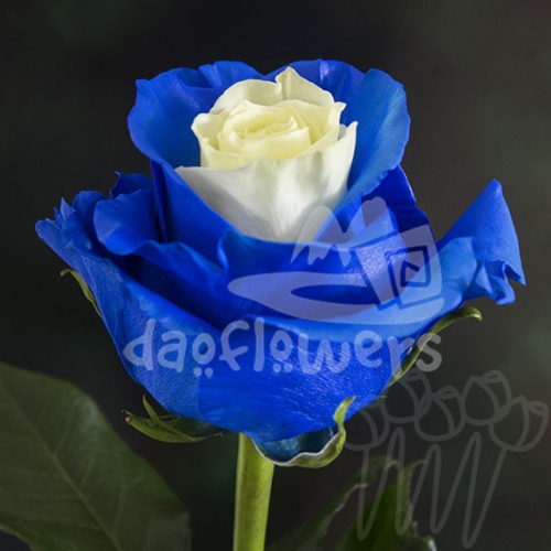 PX 02 Blue PNT