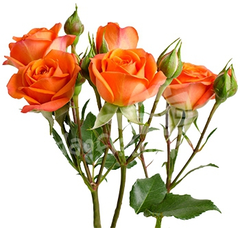 tangerine*