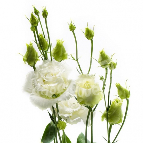 white double