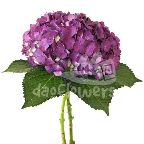 purple natural