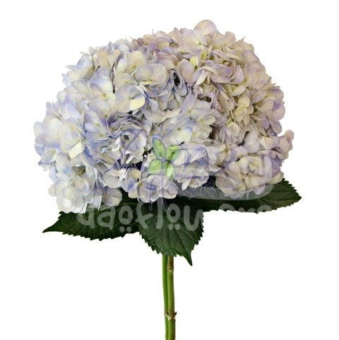 periwinkle