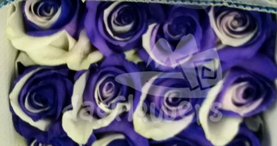 PW Purple White PNT
