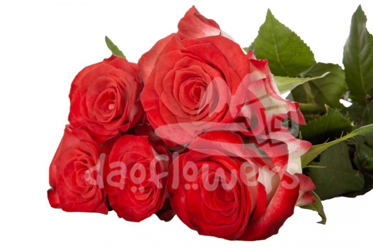 carice