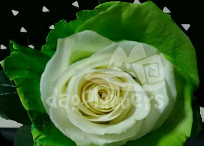 S1 soul green PNT