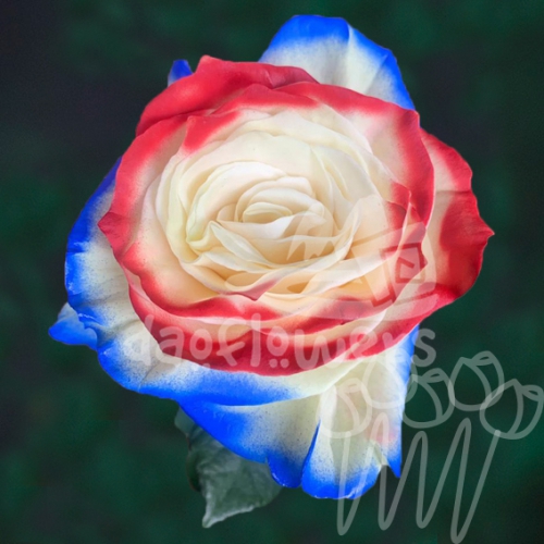 PM 02 Red Blue PNT