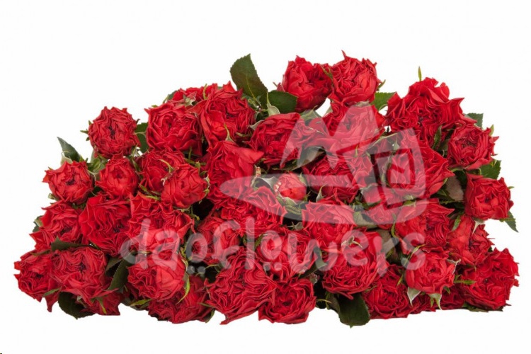 bellalinda brick*
