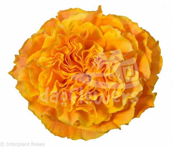 orange reeva