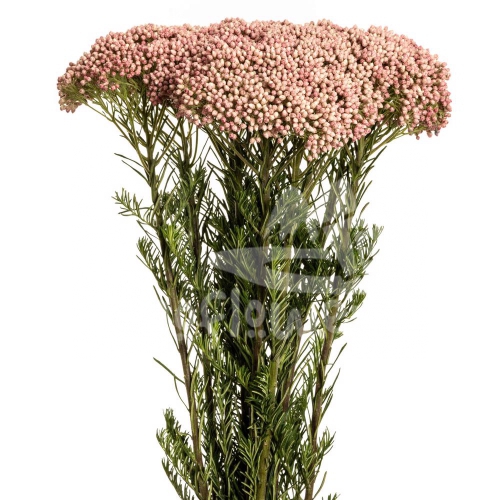 rice pink