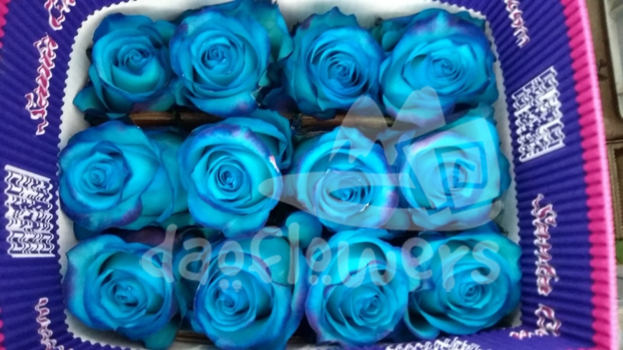 Light Blue PNT