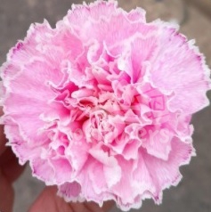 Pink Molly PNT