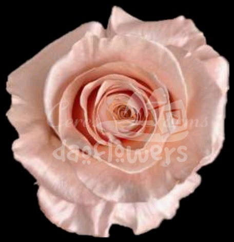 Pearl Rose Gold PNT