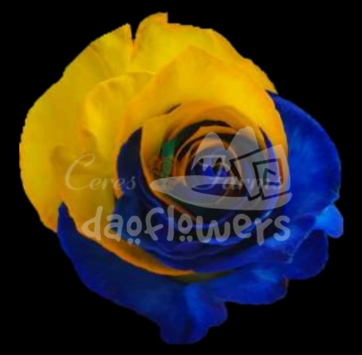 Yellow Blue PNT