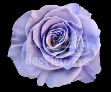 Light Lavender PNT