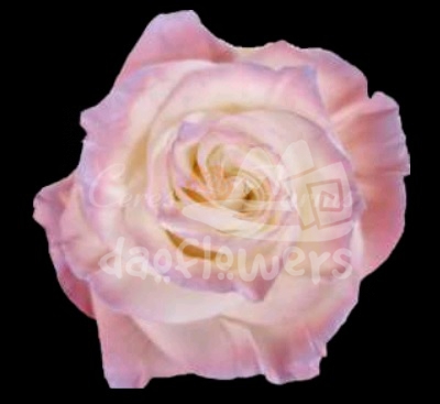 Sky Pink Pearl PNT