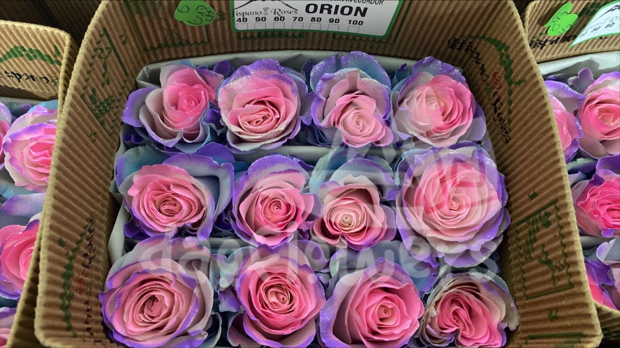 Orion PNT