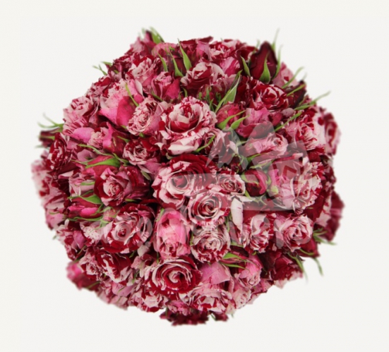 crazy rosever*