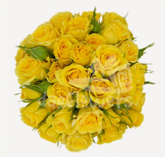 golden blossoms*