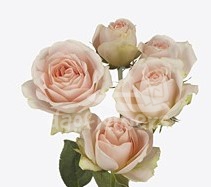 tender blossoms*