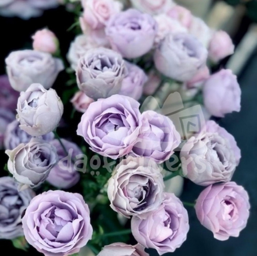 lavender bubbles*