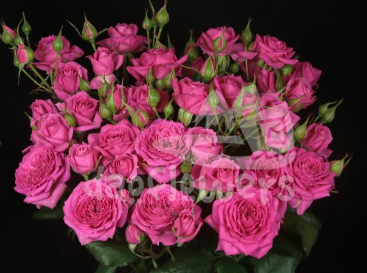 pink dimension*