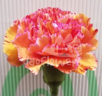 CCT 035 PNT