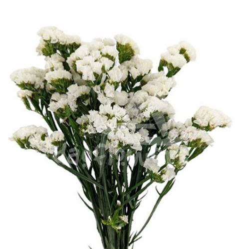 statice white