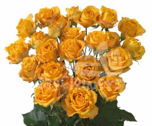 rustigold*