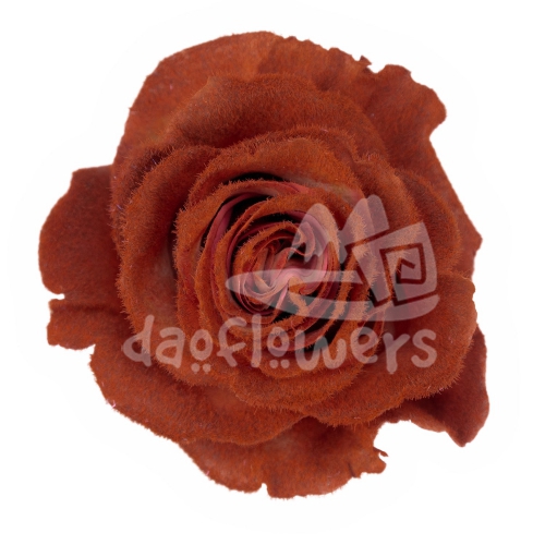 Velvet Dark Oak PNT