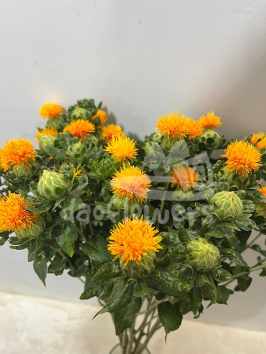carthamus
