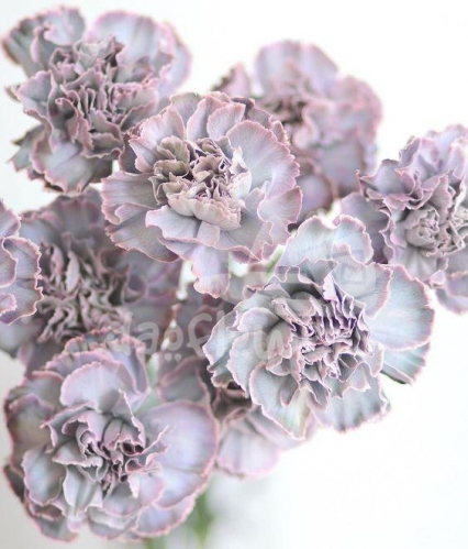 Pink Grey PNT