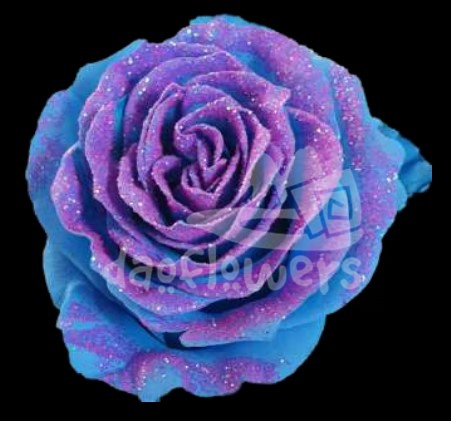 Frosting Sky 1 PNT