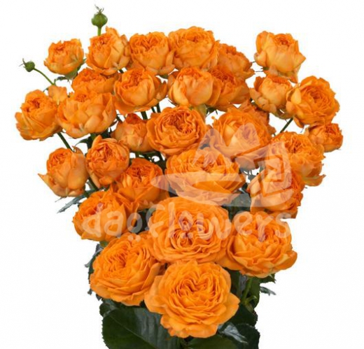 orange trendsetter*