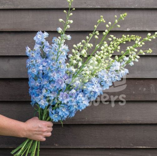 Sky Blue White Bee