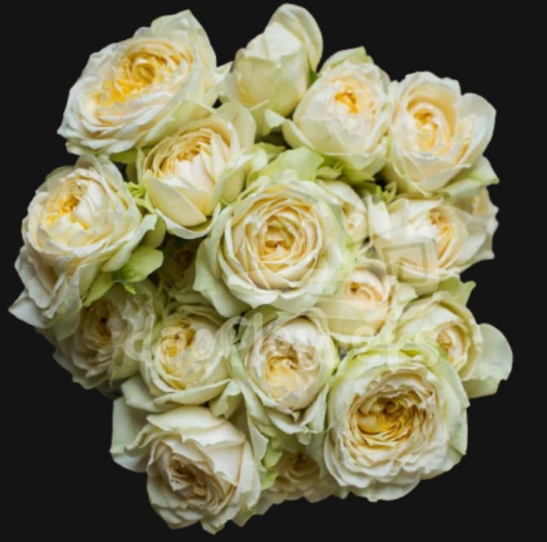 julietta cream*