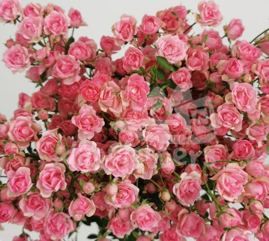 gypsi rose*
