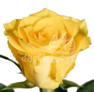 simply yellow