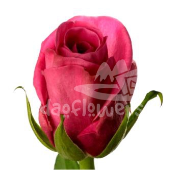 pink arrow