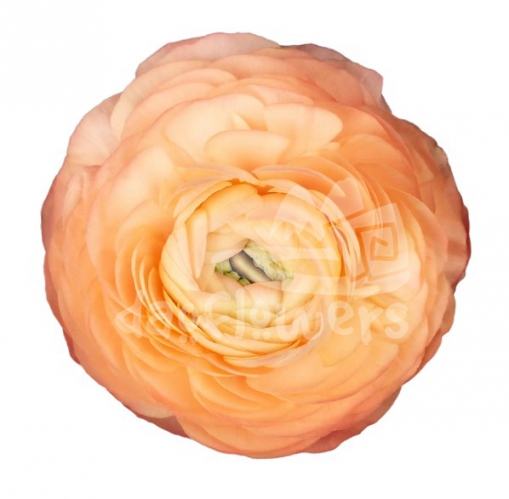 elegance peach