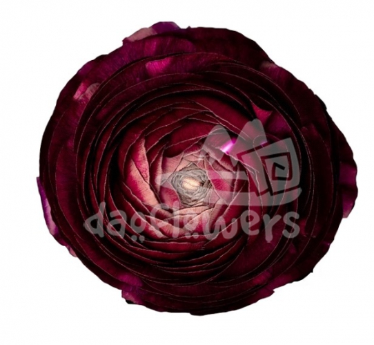 elegance burgundy