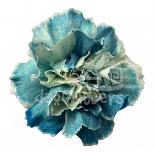 Blue Breeze PNT